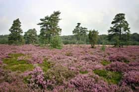 Dwingelderveld