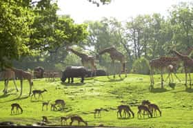 Dierenpark Emmen